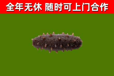 博尔塔拉回收海参干